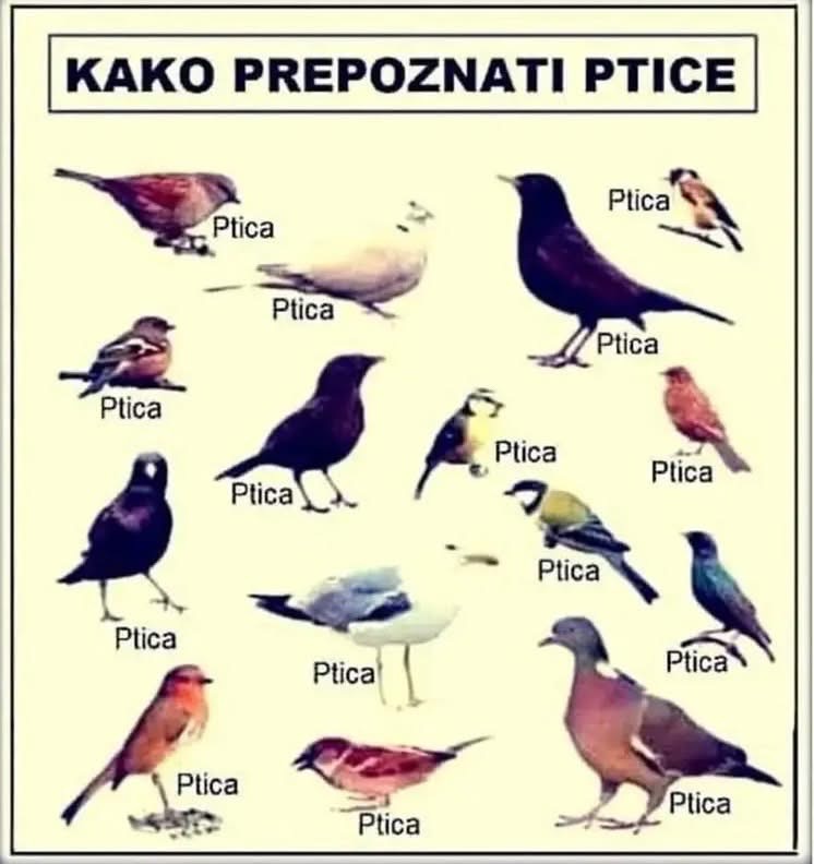 promatranje ptica, ornitologija, ptica